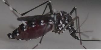 Moustiques tigres : de l'huile de coco pour les faire fuir, mythe ou  réalité ? Une étude américaine livre la réponse 